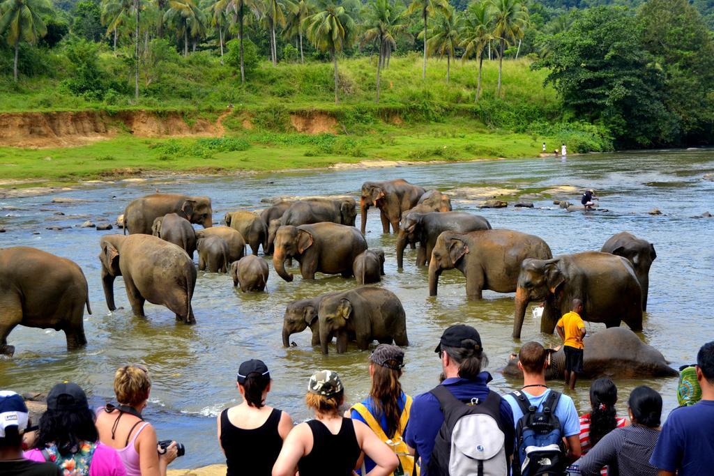 Basilico Homestay Kegalle Bagian luar foto